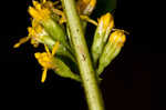 Wreath goldenrod